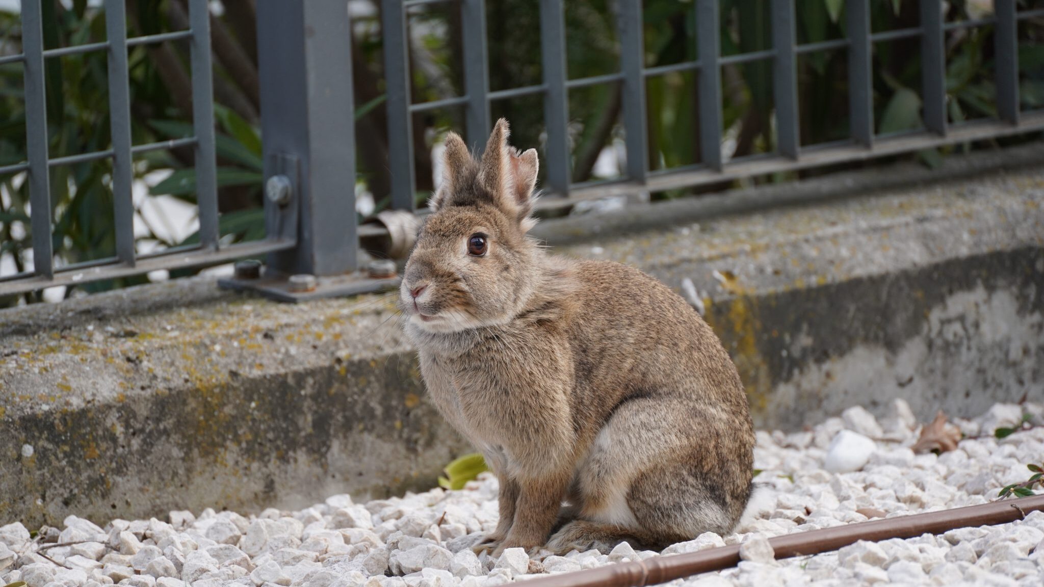 A brown rabbit sitting on gravel near a metal gate with plants visible in the background.