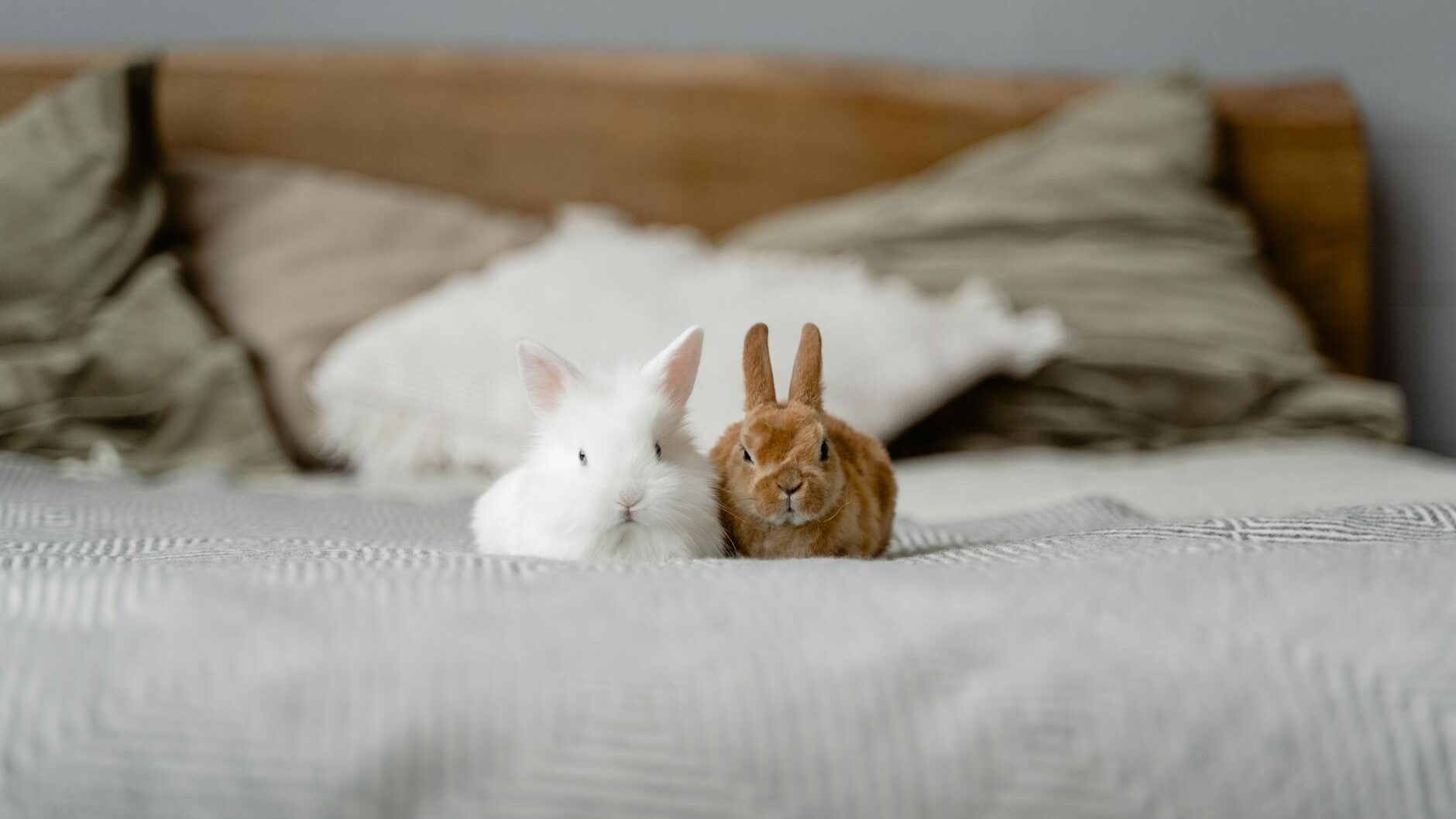 white and brown rabbits on bed